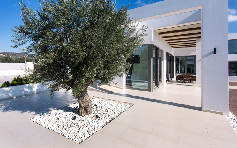 minimal yard with olive tree